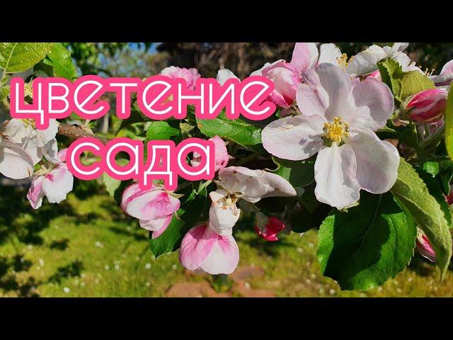 На даче всё цветёт и поют птицы !#дача#цветутдеревья#поютптицы#весна