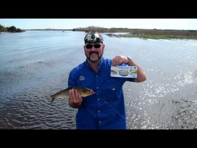 My First Shad on the Fly rod