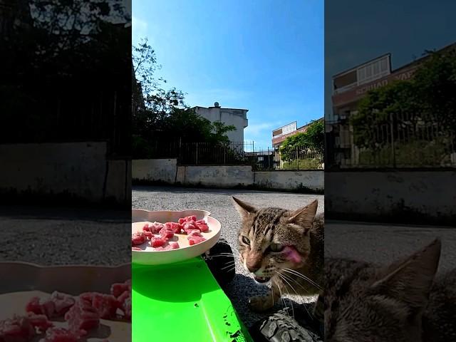 Meat Delivery for Cats