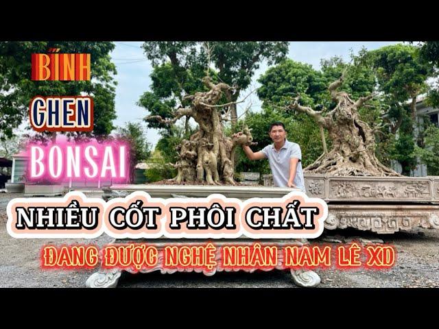 Quảng Tùng| Chia sẻ Quý vị một số cốt CHẤT của Bính Ghen Bonsai