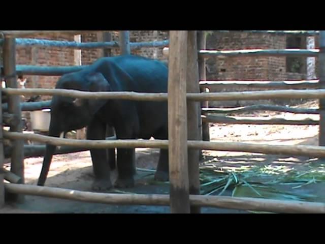 Elephant Training Center-Elephant Rehabilitation Centre,Kappukadu Kerala Forest&Wild life Department