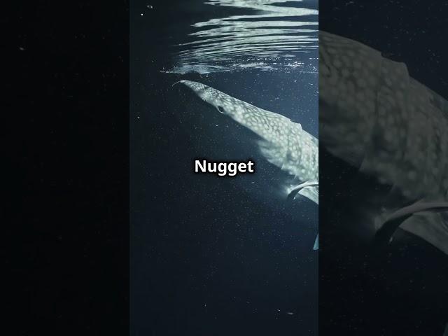 5 Mind-Blowing Facts About Mysterious Ocean Creatures  | Knowledge Nuggets #ocean #facts #nature