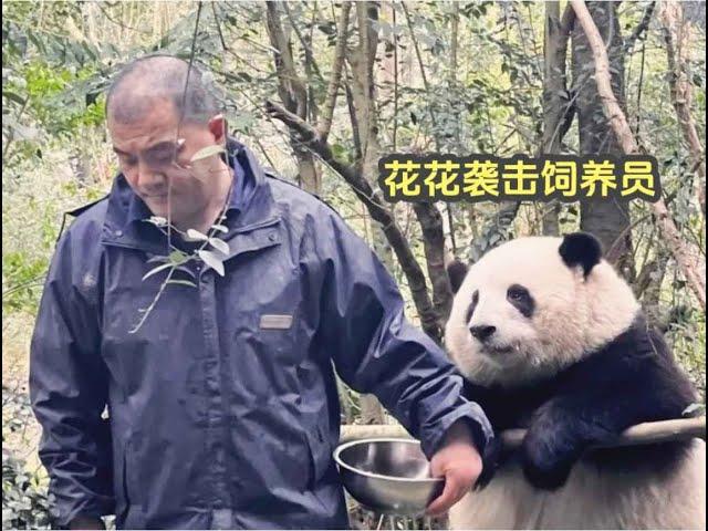 hehua huahua Giant panda 大熊猫花花袭击饲养员，熊猫界最温柔的小熊，成了实习生入门练手专用熊