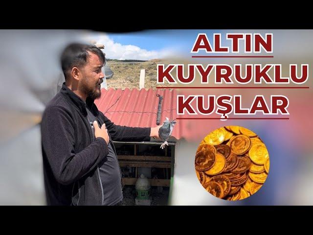 GÜVERCİNLERİN KUYRUKLARINA ALTIN TAKAN ADAM - BERAT GÜNEY KÜMES ZİYARETİ OYUNKUŞU UÇUMU