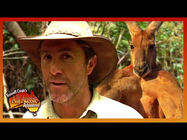 Russell Coight VS Animals! | All Aussie Adventures