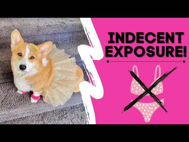 Talking Corgi Wears Inappropriate Outfit! #shorts #corgi