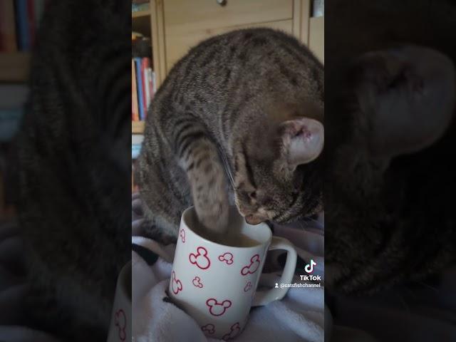 Kaffee Katze #tiktok #shorts