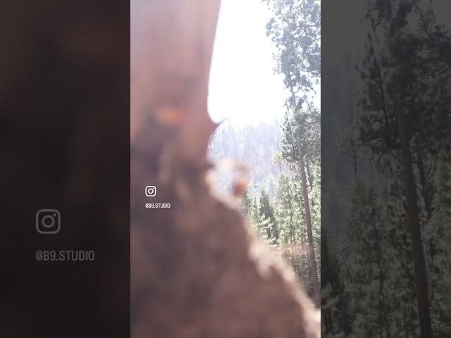Sequoias short film - California