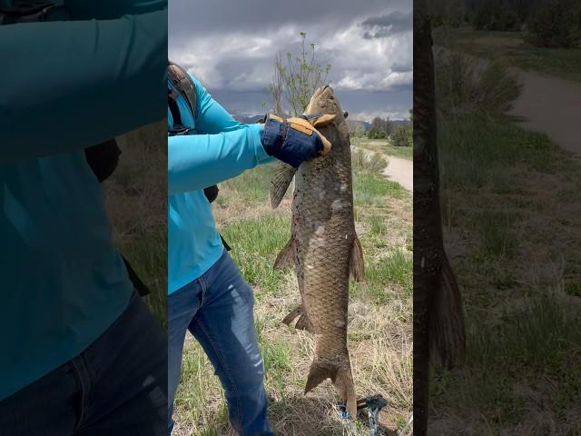 Whoa! #carp #longmont #bigone Leo Gone Fishing Mane