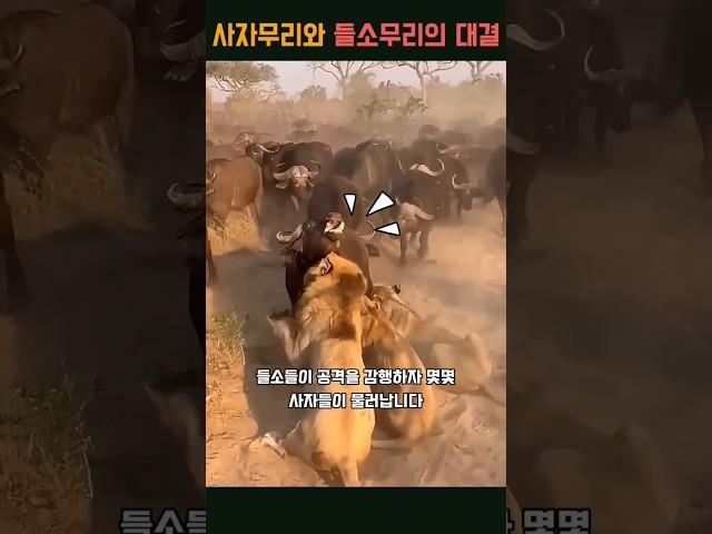 사자무리와 들소무리의 대결 #동물다큐멘터리