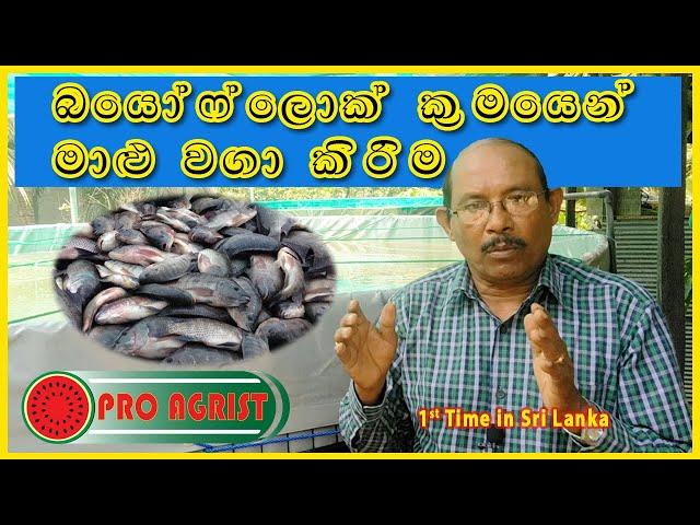 බයොෆුලක් මාළු වගා කිරීම | Biofloc Fish Farming Sri Lanka