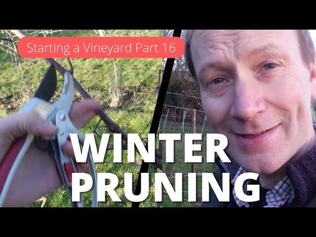 How to Start a Vineyard Part 16 - Winter Grape Pruning Double Guyot method. Good, Bad and the Ugly