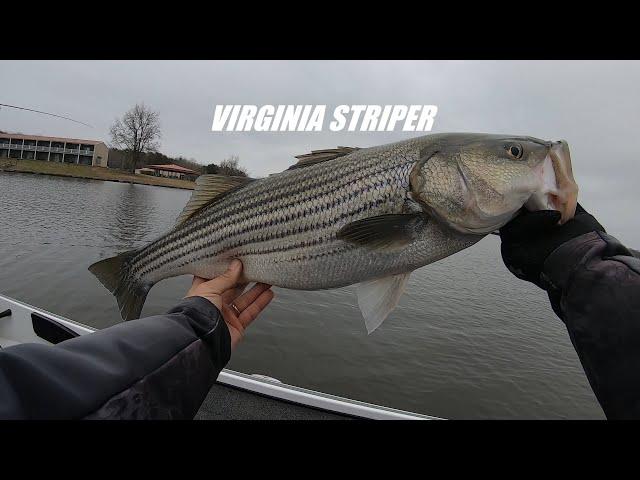 Big Lake Anna Striper January 2024