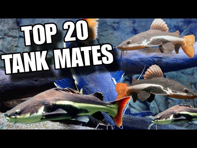 Redtail Catfish Tank Mates | Top 20 Redtail Catfish Tank Mates | Red Tail Fish