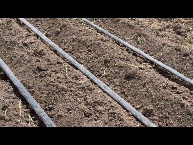 How to prepare onion  nursery | farming in Africa