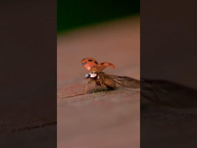 Ladybug flying #shorts