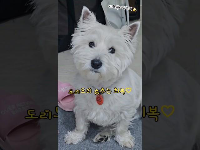 동물병원 진상 빌런 희복이!! #화이트테리어 #westie #puppy #dog