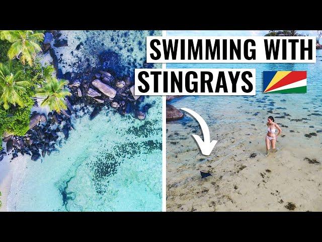 Swimming With Stingrays In Mahe, Seychelles | 4K Travel Vlog