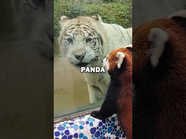 FRIENDLY RED PANDA! #animals #animalstories #animalrescue #cute