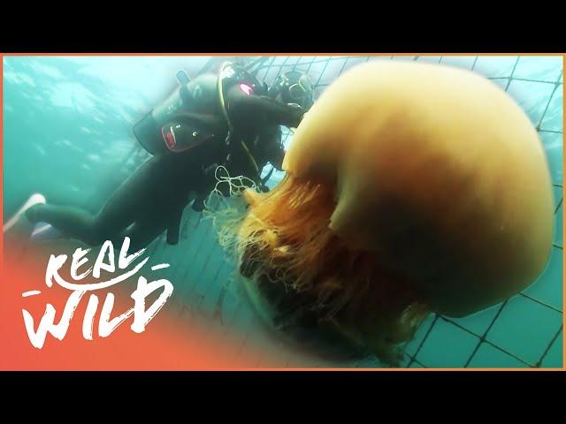 The Monster Jellyfish Invading The Japanese Oceans | Monster Jellyfish | Real Wild