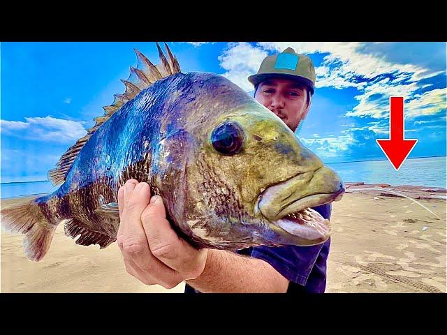 Using LIVE FIDDLER CRABS to catch SHEEPSHEAD! (Catch & Cook)