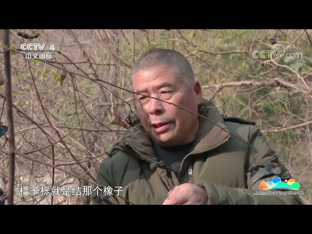 《远方的家》 20210402 河南太行山猕猴国家级自然保护区 寻踪太行猕猴| CCTV中文国际