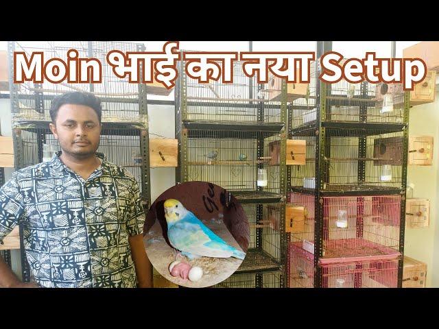 Budgerigar Setup in Ahmedabad | Rainbow, Hagaromo, Show Budgies | Breeding in Monsoon