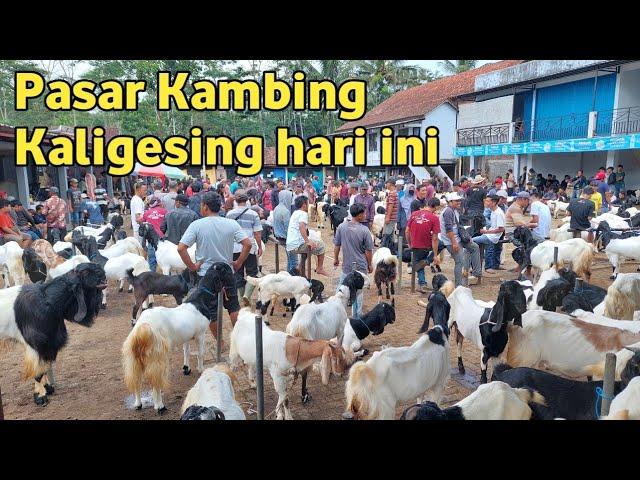 Pasar Kambing Kaligesing hari ini 08 Maret 2025