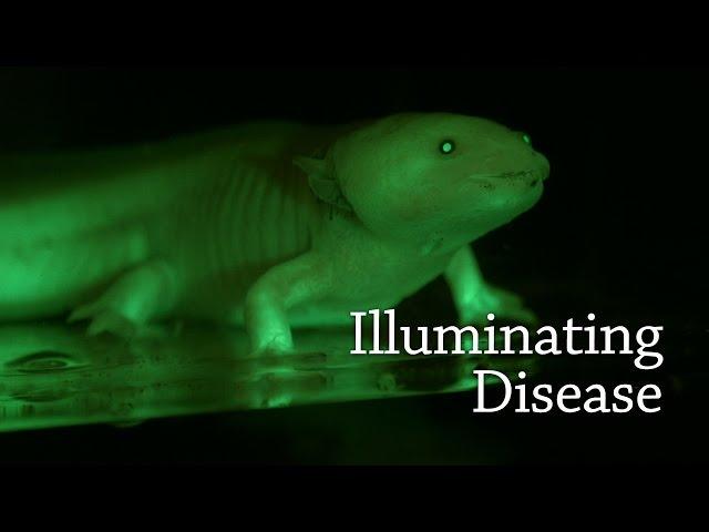 Marc Zimmer: Illuminating Disease