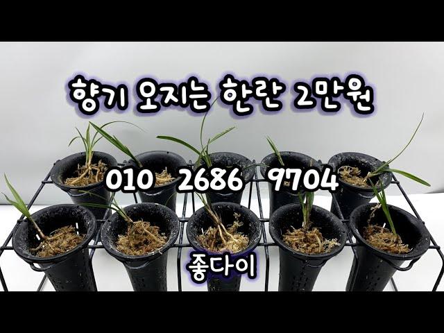 10월 24일 향기 오지는 한란 2만원