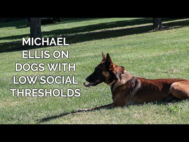 Michael Ellis on Dogs With Low Social Thresholds