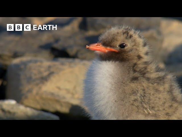 Arctic Tern Chick vs Polar Bear | Seasonal Wonderlands | BBC Earth