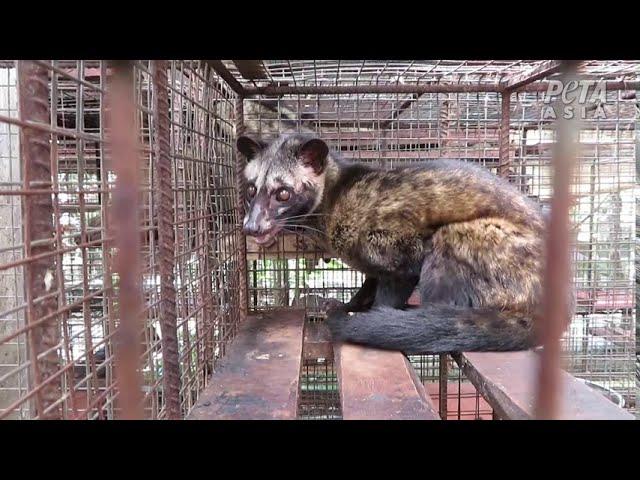 Civet Coffee: Brewing the Next Pandemic - Kopi Luwak