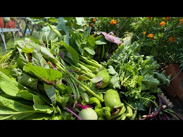 Harvest bitter melon, kohlrabi, cabbage, eggplant, and mustard greens #gardening