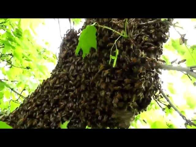 Understanding Honey Bee Swarms