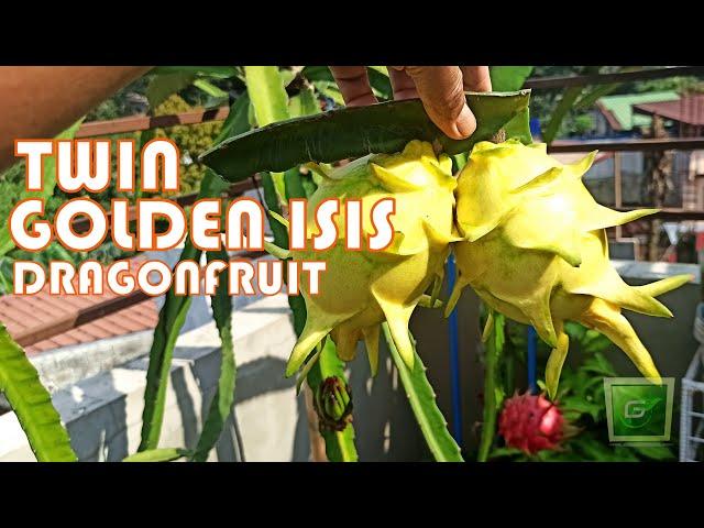 1.35 KG TWIN GOLDEN ISIS DRAGON FRUIT in ONE BRANCH SUPER BIG SUPER FRUIT | G's Garden & More