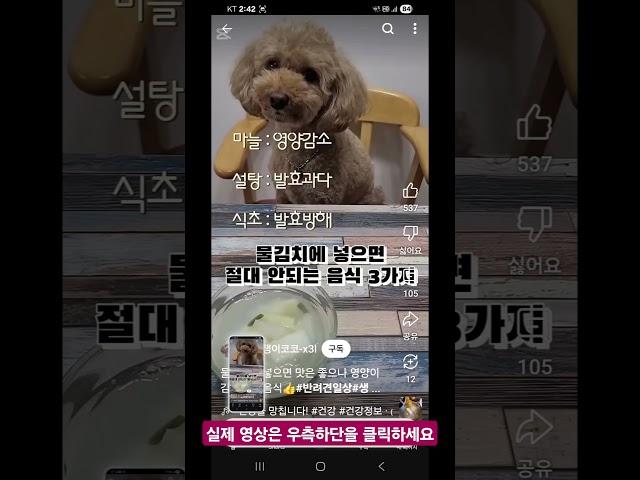 물김치에 넣으면 절대 안되는 3가지 #겁쟁이코코