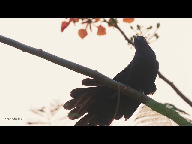 Asian koel calling