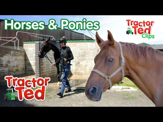 Horses & Ponies On The Farm!  | Tractor Ted Clips | Tractor Ted Official