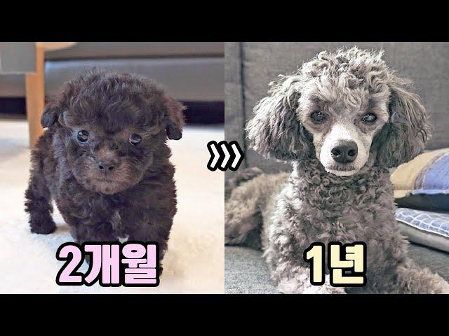 One Year Growth Process of a Silver Poodle Puppy