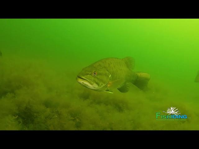 The Science Behind Fishiding Artificial Fish Habitat-Underwater Video (Part 3 of 10)