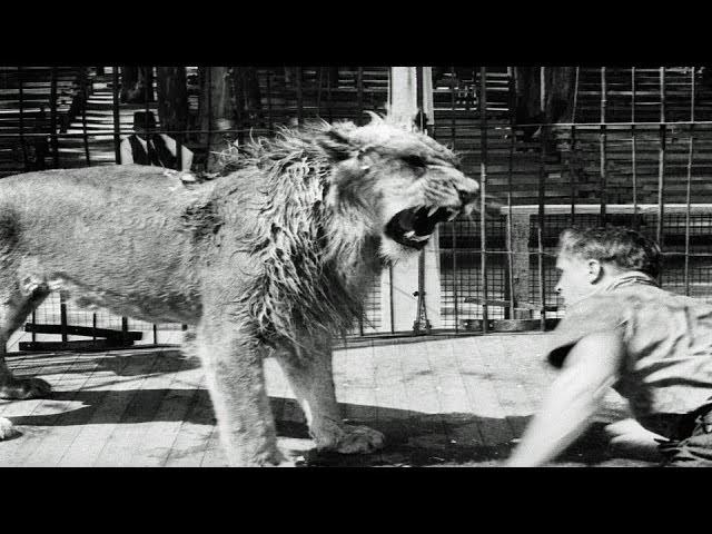 HD Historic Archival Stock Footage Jungle King Gets a Bath 1931