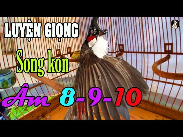 Chim Thầy Sông Kôn Hót Luyện Giọng Má Trắng + Kích Chào Mào Bổi Sổ Giọng p3