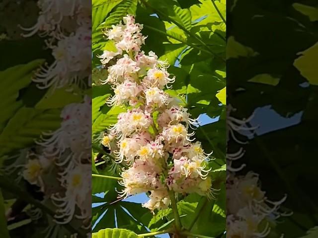 Каштаны цветут на даче.#shorts #shortvideo #дача #сад #огород #цветы #природа #красота #рекомендации