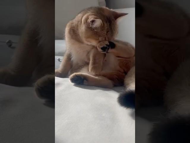 그루밍이 조아~ 홍시는 그루밍 삼매경 #귀여운고양이 #cat #고양이야옹 #고양이일상 #브리티쉬숏헤어