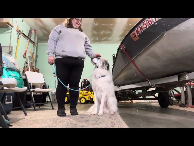 Introducing Sam the Great Pyrenees to the Sidekick leash - also known as a Transitional leash.