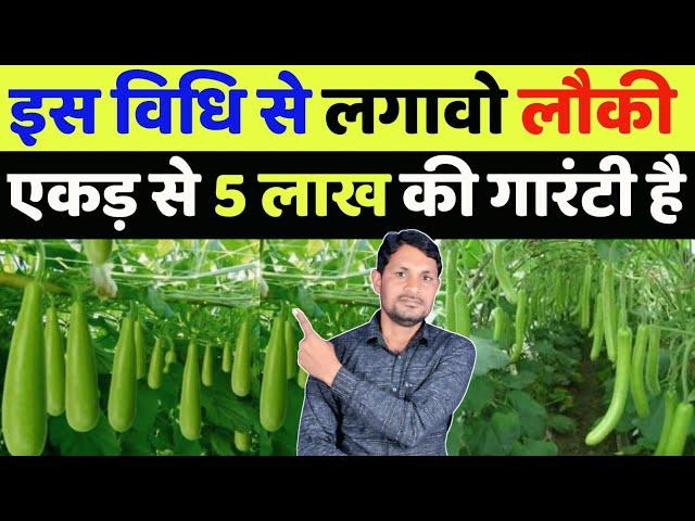 लौकी की खेती कब और कैसे करे | lauki ki kheti kaise kare in hindi | lauki ki kheti machan vidhi se