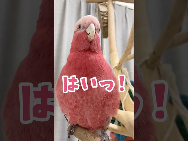 【素直すぎ】嘘がつけないオウム #モモイロインコ