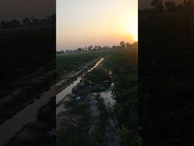 village life in punjab #shorts #ytshorts #shortfeed #trending  #villagelifestyle #ytvideo #punjabi p