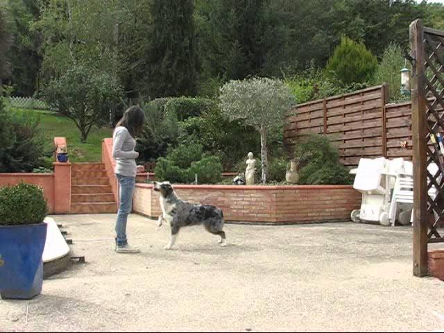 Obérythmée / 16 octobre Daytona Blue Australian Shepherd